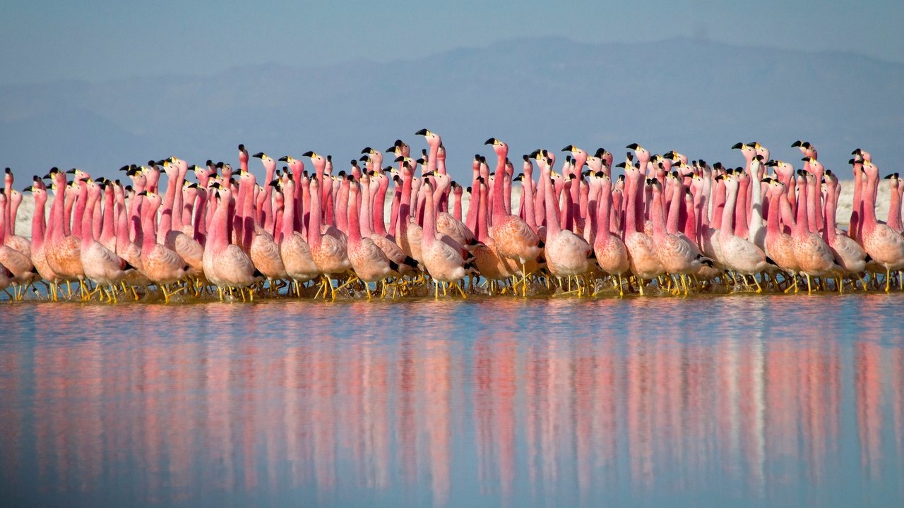 Planet Earth II - Spanish TV show backdrop