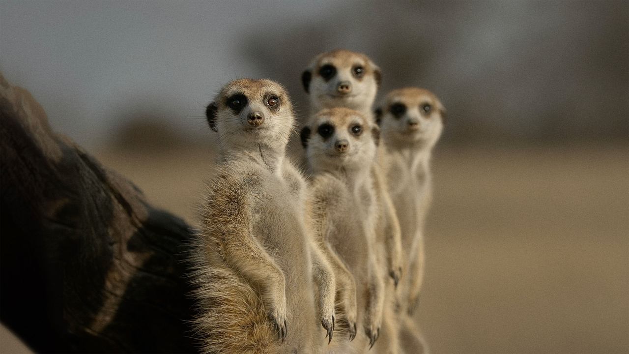 The Secret Lives of Animals - Spanish TV show backdrop