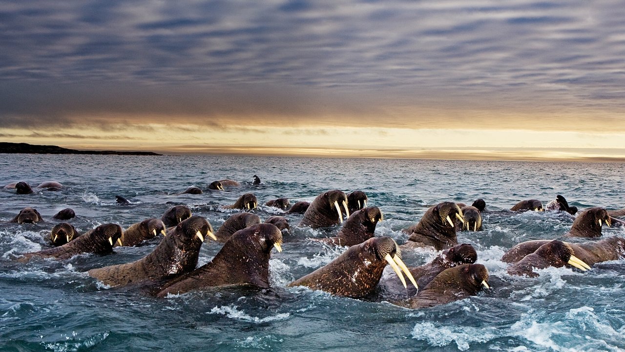Great Migrations - Spanish TV show backdrop
